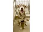 Adopt Carissa a Brown/Chocolate - with Tan Labrador Retriever / Husky / Mixed