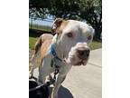 Adopt Broccoli a Brown/Chocolate American Pit Bull Terrier / Mixed dog in Baton