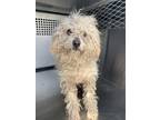 Adopt Cheese Strudel a White Poodle (Miniature) / Mixed dog in Fort Worth