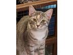 Adopt Cressie a Gray or Blue (Mostly) Domestic Shorthair (short coat) cat in