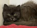 Adopt Spooky a Gray or Blue Domestic Longhair / Domestic Shorthair / Mixed cat