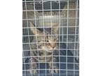 Adopt Handy a Tiger Striped Domestic Shorthair (short coat) cat in Walterboro