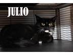 Adopt Julio a Spotted Tabby/Leopard Spotted Domestic Shorthair cat in