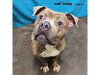 Adopt Howie a Pit Bull Terrier / Mixed dog in Lexington, KY (41174981)