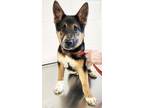 Adopt Cisco a Tricolor (Tan/Brown & Black & White) German Shepherd Dog /