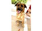 Adopt Chunk a Brown/Chocolate - with Black Australian Cattle Dog / German