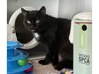 Adopt Star a Domestic Shorthair / Mixed cat in Pembroke, ON (41174985)