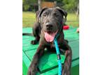 Adopt Geegaw a Black Shepherd (Unknown Type) / Mixed dog in San Antonio
