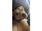 Adopt Chunk a Tan/Yellow/Fawn - with White American Pit Bull Terrier / American