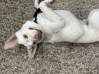 Adopt Wally a White - with Tan, Yellow or Fawn Labrador Retriever / Mixed dog in
