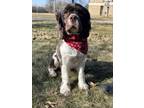 Adopt Suger a Brown/Chocolate - with White Cocker Spaniel / Mixed dog in