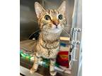 Adopt Venus a Domestic Shorthair / Mixed (short coat) cat in Shreveport