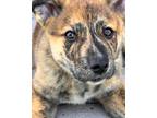 Adopt Bruno a Brindle Husky / Australian Shepherd / Mixed dog in Mesa