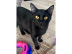 Adopt Radish a Domestic Shorthair / Mixed (short coat) cat in Shreveport