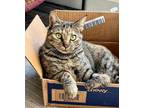 Adopt Juniper a Domestic Shorthair / Mixed (short coat) cat in Shreveport
