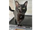 Adopt Binkie a Domestic Shorthair / Mixed (short coat) cat in Shreveport