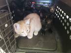 Adopt Opal a Orange or Red Tabby Domestic Shorthair (short coat) cat in