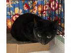 Adopt Beetle Bugs a Domestic Shorthair / Mixed (short coat) cat in Brownwood