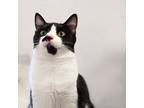 Adopt Clementine a Black & White or Tuxedo Domestic Shorthair (short coat) cat