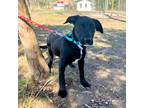 Adopt Fanta a Labrador Retriever / Mixed dog in Sunrise Beach, MO (41174523)