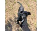 Adopt Sprite a Labrador Retriever / Mixed dog in Sunrise Beach, MO (41174520)