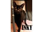 Adopt Inky a Spotted Tabby/Leopard Spotted Domestic Shorthair cat in