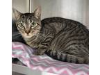 Adopt Tigre a Domestic Shorthair / Mixed (short coat) cat in Greeneville