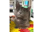 Adopt Fuzzy a Domestic Shorthair / Mixed (short coat) cat in Greeneville
