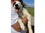 Adopt Jack a White - with Black Great Pyrenees / Australian Cattle Dog dog in
