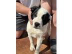 Adopt Gus a White - with Black Great Pyrenees / Australian Cattle Dog dog in
