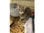 Adopt Gus a Gray or Blue (Mostly) Domestic Shorthair / Mixed (short coat) cat in
