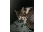 Adopt Bunny a Domestic Shorthair / Mixed (short coat) cat in Fort Walton Beach