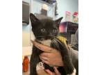 Adopt Capaldi a Black & White or Tuxedo Domestic Shorthair / Mixed (short coat)