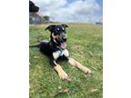 Adopt Zadie a Brown/Chocolate Australian Kelpie / Husky dog in San Diego