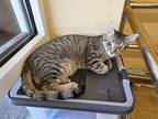 Adopt Thistle a Spotted Tabby/Leopard Spotted Domestic Shorthair (short coat)