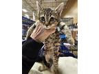 Adopt Thistle a Spotted Tabby/Leopard Spotted Domestic Shorthair (short coat)