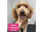 Adopt Cynnie a Tan/Yellow/Fawn Poodle (Standard) / Mixed dog in West Hollywood
