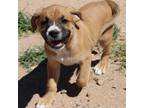 Adopt Tempo a Brown/Chocolate Boxer / Mixed dog in Vail, AZ (40682833)