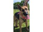Adopt Gia a German Shepherd Dog / Mixed dog in Lone Oak, TX (41174430)