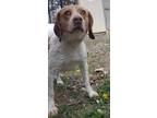 Adopt Johnny a White - with Brown or Chocolate Beagle / Mixed dog in Orange