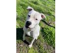 Adopt Brady a White - with Black Boxer / Mixed dog in Orange, VA (41174346)