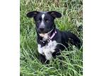 Adopt Leddys a Black - with White Cattle Dog / German Shepherd Dog / Mixed dog
