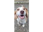 Adopt Brian a Brown/Chocolate - with White Beagle / Mixed dog in Orange