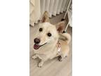 Adopt Kitsch a White - with Tan, Yellow or Fawn Corgi / Jindo / Mixed dog in