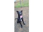 Adopt Josh a Black Retriever (Unknown Type) / Mixed dog in Orange, VA (41174359)