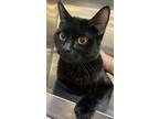 Adopt Hugsy Heartz a All Black Domestic Shorthair / Domestic Shorthair / Mixed