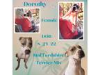Adopt Dorothy a White American Staffordshire Terrier / Mixed dog in Caldwell