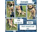 Adopt Donald a Tan/Yellow/Fawn - with Black Plott Hound / Labrador Retriever /