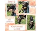 Adopt Donte a Brindle Plott Hound / Labrador Retriever / Mixed dog in Caldwell