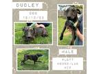 Adopt Dudley a Brindle Plott Hound / Labrador Retriever / Mixed dog in Caldwell